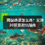 网站选项怎么选？实测30项目避坑指南